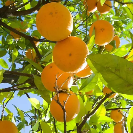 I Giardini Di Cataldo Сорренто