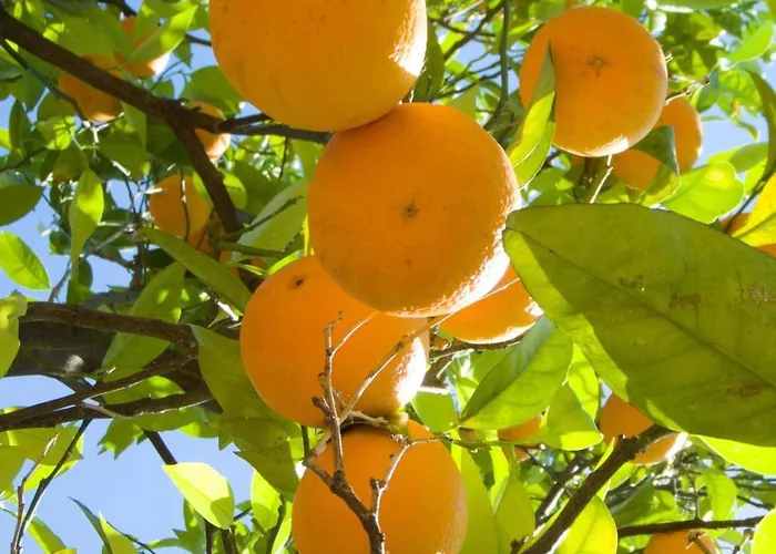 I Giardini Di Cataldo Сорренто